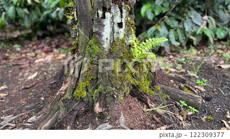 Tree trunk base with green moss and Resurrection fern growth Tree trunk base with green moss and Resurrection fern growth 122309377