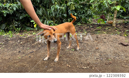 Light brown dog in a coffee plantation setting being petted Light brown dog in a coffee plantation setting being petted 122309392