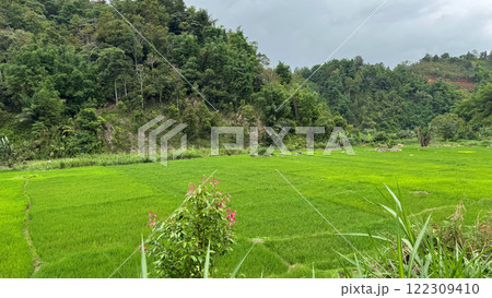 Rice fields and dense forest under bright natural sunlight Rice fields and dense forest under bright natural sunlight 122309410