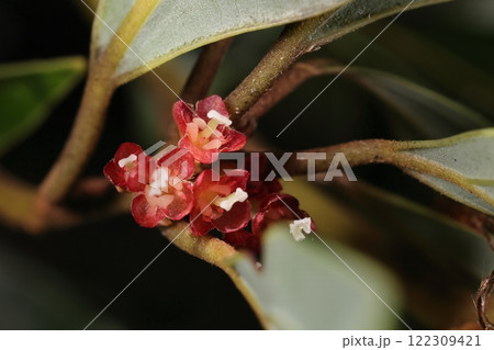 自然　植物　イヌガシ、南関東以西に自生。花は早春と言われますが一月の石垣島で赤い花を見つけました 122309421