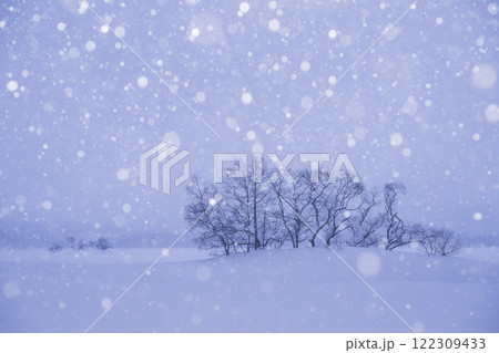 雪降る雪原と木立 122309433