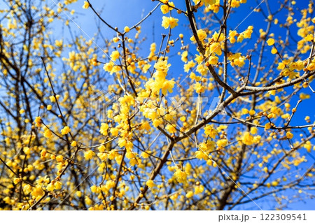 満開の花びら 122309541