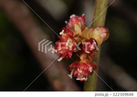 自然　植物　イヌガシ、雌雄異株。クスノキ科ですが花は赤、白い柱頭が目立つのでこちらは雌花でしょう 122309686