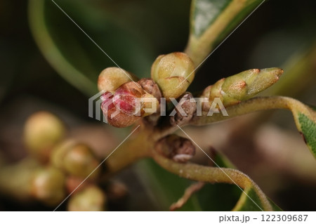 自然　植物　イヌガシ、クスノキ科シロダモ属の小高木。花芽（蕾）は球形、右は葉芽 122309687