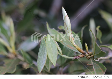 自然 植物 イヌガシ、若い葉と冬芽。細かい毛に覆われて銀色を帯びています 自然 植物 イヌガシ、若い葉と冬芽。細かい毛に覆われて銀色を帯びています 122309689