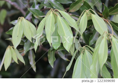 自然 植物 イヌガシ、葉は枝先に集まってつくようです。 自然 植物 イヌガシ、葉は枝先に集まってつくようです。 122309690