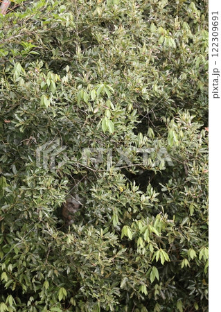 自然　植物　イヌガシ、大きさは数メートル程度。あまり役に立たない木なので『イヌ』と名がつく？ 122309691