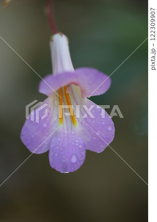 キリタ スブロンボイデアの花と雨雫 122309907