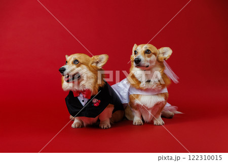Elegant corgi couple in wedding attire, spreading love and charm with a red festive backdrop Elegant corgi couple in wedding attire, spreading love and charm with a red festive backdrop 122310015
