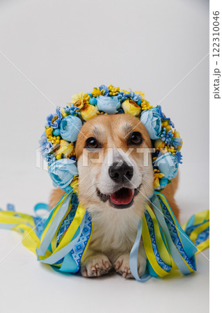 Corgi dog in traditional Ukrainian floral wreath with colorful ribbons, happy pet 122310046