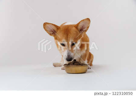 Hungry Corgi sniffing a bowl of kibble on white background, perfect pet food concept image Hungry Corgi sniffing a bowl of kibble on white background, perfect pet food concept image 122310050