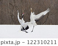タンチョウヅルの親子げんか 122310211