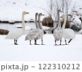 白鳥の家族、親子 122310212