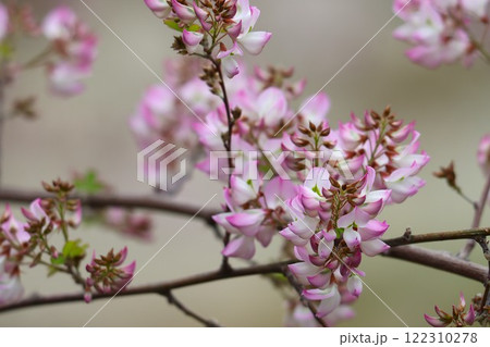 愛らしい小さな花が長い間楽しめる雲南萩 122310278