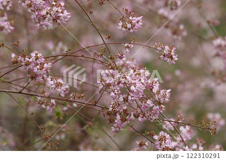 風情のある可愛い花が無数に咲く雲南萩ー四 122310291