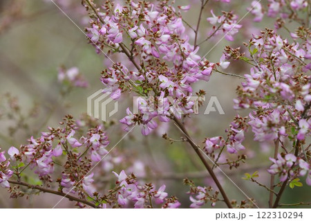 風情のある可愛い花が無数に咲く雲南萩ー七 122310294