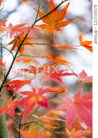 紅葉したモミジ 122310578