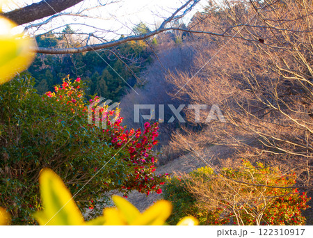 山の斜面に咲くサザンカ 山の斜面に咲くサザンカ 122310917