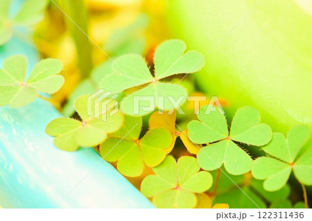 植木鉢のカタバミ 2 植木鉢のカタバミ 2 122311436