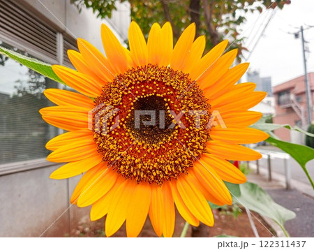 秋のひまわり 東京都 秋のひまわり 東京都 122311437