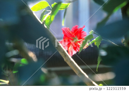 ハイビスカスの花 ハイビスカスの花 122311559