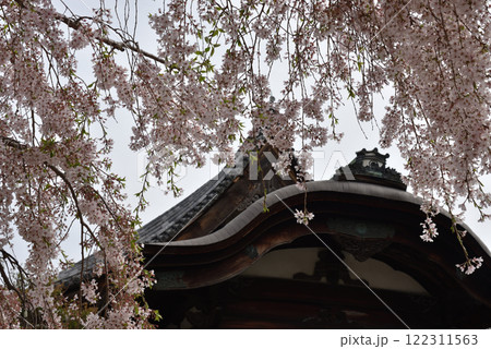三宝院大玄関前の太閤しだれ桜(京都市伏見区) 122311563