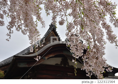 三宝院大玄関前の太閤しだれ桜(京都市伏見区) 三宝院大玄関前の太閤しだれ桜(京都市伏見区) 122311564