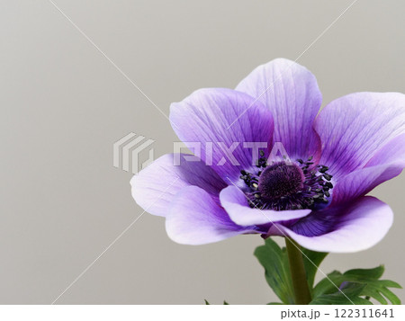 紫色のアネモネの花 122311641