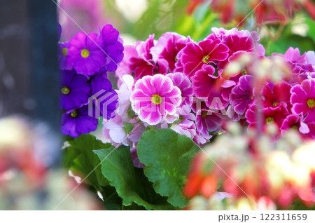プリムラの花々 プリムラの花々 122311659