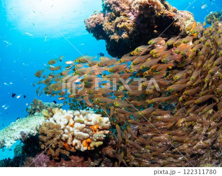 青い海とサンゴと魚たち 青い海とサンゴと魚たち 122311780