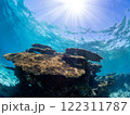 太陽の光を浴びるサンゴ 122311787