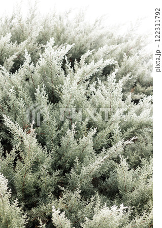 Christmas tree branches in the snow. Winter landscape. Snowy winter Christmas tree branches in the snow. Winter landscape. Snowy winter 122311792