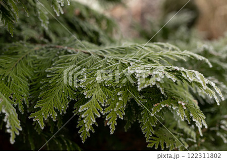 Christmas tree branches in the snow. Winter landscape. Snowy winter Christmas tree branches in the snow. Winter landscape. Snowy winter 122311802