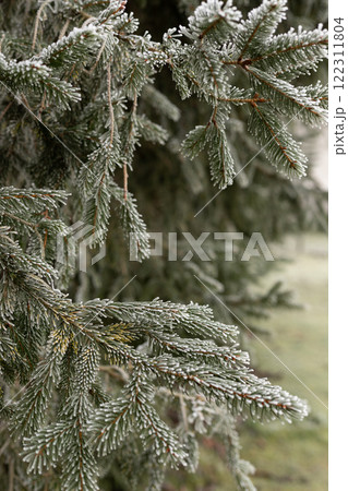 Christmas tree branches in the snow. Winter landscape. Snowy winter Christmas tree branches in the snow. Winter landscape. Snowy winter 122311804