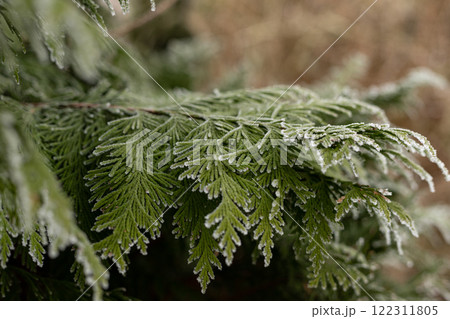 Christmas tree branches in the snow. Winter landscape. Snowy winter Christmas tree branches in the snow. Winter landscape. Snowy winter 122311805