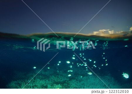 夕暮れのサンゴの海とロクセンスズメダイの群れ 小笠原 夕暮れのサンゴの海とロクセンスズメダイの群れ 小笠原 122312010