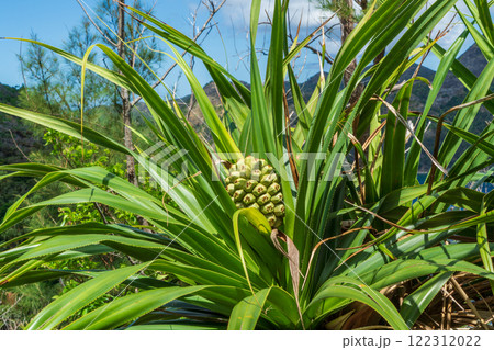 タコノキ　小笠原 122312022
