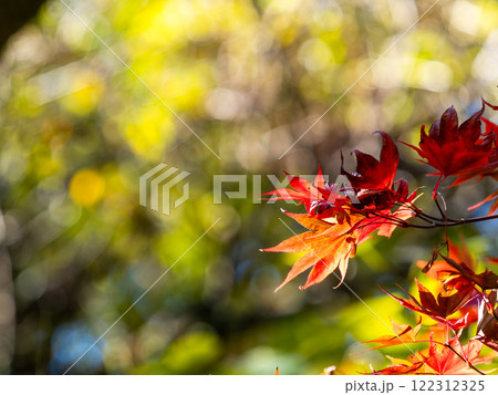 鮮やかに色づいた紅葉 122312325