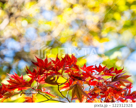 鮮やかに色づいた紅葉 鮮やかに色づいた紅葉 122312328