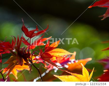 鮮やかに色づいた紅葉 鮮やかに色づいた紅葉 122312334