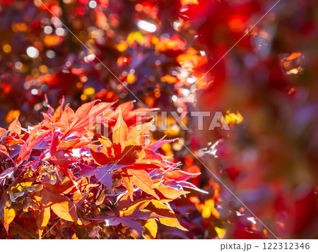 鮮やかに色づいた紅葉 122312346