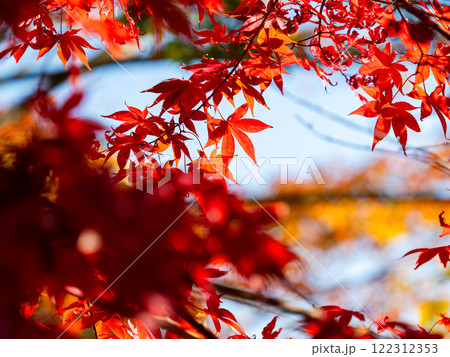 鮮やかに色づいた紅葉 鮮やかに色づいた紅葉 122312353