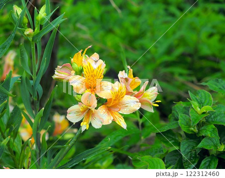 放水路土手に咲く夏の雨に濡れるアルストロメリア 放水路土手に咲く夏の雨に濡れるアルストロメリア 122312460