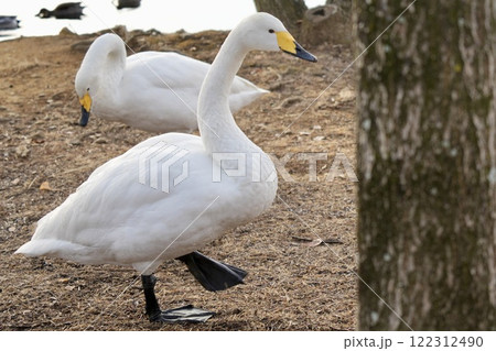 公園に飛来した歩くハクチョウ 122312490