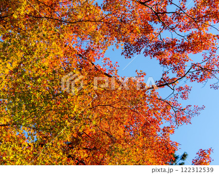 秋晴れに映える美しい紅葉 122312539