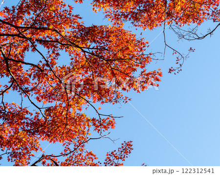 秋晴れに映える美しい紅葉 秋晴れに映える美しい紅葉 122312541