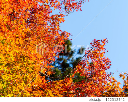 秋晴れに映える美しい紅葉 秋晴れに映える美しい紅葉 122312542