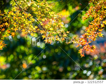 秋晴れに映える美しい紅葉 秋晴れに映える美しい紅葉 122312557