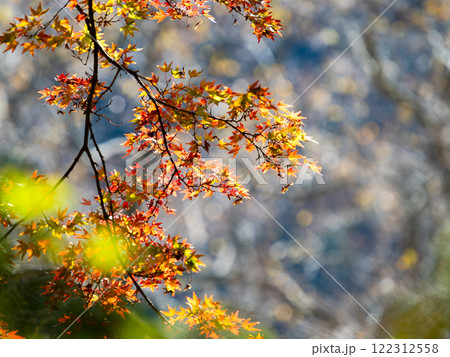 秋晴れに映える美しい紅葉 122312558