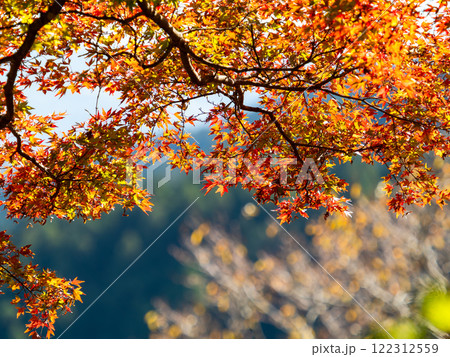秋晴れに映える美しい紅葉 122312559